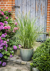 Pennisetum alopecuroides 'Little Bunny', Lampepudsergræs