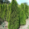 Thuja occidentalis 'Smaragd' 100-120cm
