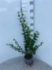 Ligustrum ovalifolium, Bredbladet liguster 100-125cm