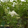 Ligustrum ovalifolium, Bredbladet liguster 125-150cm
