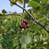 Amelanchier spicata, Bærmispel