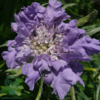 Scabiosa caucasica 'Perfecta', Kaukasisk skabiose