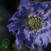 Scabiosa caucasica 'Perfecta', Kaukasisk skabiose