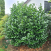 Prunus laur. 'Novita', Kirsebærlaurbær  60-80cm