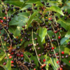 Prunus lusitanica 'Angustifolia', Portugisisk laurbær 80-100cm