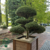 Taxus baccata, Alm. taks 60-80cm