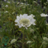 Scabiosa caucasica 'Perfecta Alba', Kaukasisk skabiose
