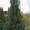 Chamaecyparis lawsoniana 'Columnaris', Blå cypres 80-100mc