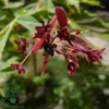 Acer japonicum ‘Aconitifolium’ – Japansk løn