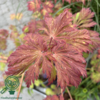 Acer japonicum ‘Aconitifolium’ – Japansk løn