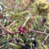 Acer japonicum ‘Aconitifolium’ – Japansk løn