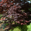 Acer palmatum ‘Atropurpureum’ – Japansk løn
