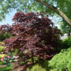 Acer palmatum ‘Atropurpureum’ – Japansk løn