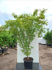 Acer palmatum ‘Aureum’ – Japansk løn