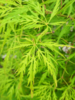 Acer palmatum ‘Dissectum Flavescens’ Japansk løn