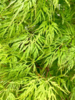 Acer palmatum ‘Emerald Lace’ – Japansk løn