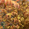 Acer palmatum ‘Katsura’ – Japansk løn