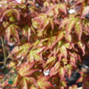 Acer palmatum ‘Little Princess’ – Japansk løn