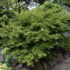 Acer palmatum ‘Little Princess’ – Japansk løn