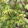 Acer palmatum ‘Sangokaku’ – Japansk løn