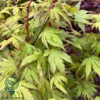 Acer palmatum ‘Sangokaku’ – Japansk løn