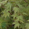 Acer palmatum ‘Sangokaku’ – Japansk løn