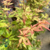 Acer palmatum ‘Sangokaku’ – Japansk løn