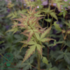 Acer palmatum ‘Sangokaku’ – Japansk løn