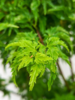 Acer pal. ‘Shishigashira’ – Japansk løn