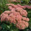 Sedum telephium 'Herbstfreude', Sankthansurt