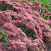 Sedum telephium 'Herbstfreude', Sankthansurt