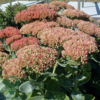 Sedum telephium 'Herbstfreude', Sankthansurt