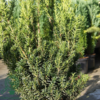 Taxus media 'Hillii' , hæk/potte