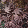 Acer palmatum ‘Twombly’s Red Sentinel’ – Japansk løn
