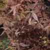 Acer palmatum ‘Twombly’s Red Sentinel’ – Japansk løn