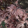 Acer palmatum ‘Twombly’s Red Sentinel’ – Japansk løn