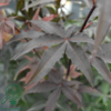 Acer palmatum ‘Twombly’s Red Sentinel’ – Japansk løn