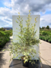 Betula uti. ‘Doorenbos’ – Himalaya birk