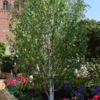 Betula utilis ‘Doorenbos’ – Himalaya birk