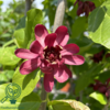 Calycanthus ‘Aphrodite’ – Kanelbusk