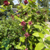 Calycanthus ‘Aphrodite’ – Kanelbusk