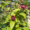 Calycanthus ‘Aphrodite’ – Kanelbusk
