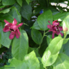 Calycanthus ‘Aphrodite’ – Kanelbusk