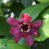 Calycanthus ‘Aphrodite’ – Kanelbusk