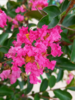 Lagerstroemia ind. ‘Rose Indien’,