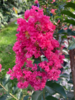 Lagerstroemia ‘Tuscarora’,