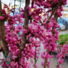Cercis chinensis ‘Avondale’