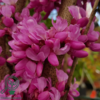 Cercis chinensis ‘Avondale’