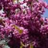 Cercis chinensis ‘Avondale’
