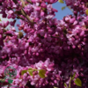 Cercis chinensis ‘Avondale’
